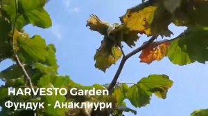 HARVESTO Garden - Фундук Анаклиури