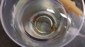 Новые рыбки и лягушка с Полюстровского рынка СПб 2023, небольшой аквариум, заселение, петушок