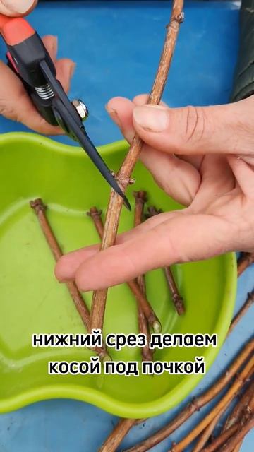 #размножениерастений древесным черенком. #своимируками  #питомникрастений #сад