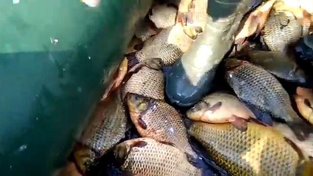 Хороший улов "Прощай лето" смотреть онлайн