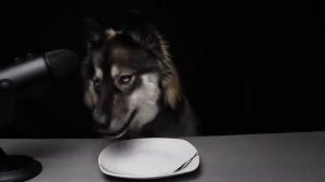 ASMR собачка кушает разную еду!!!