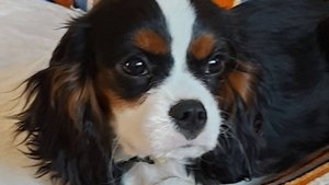 Кавалер Кинг Чарльз Спаниель