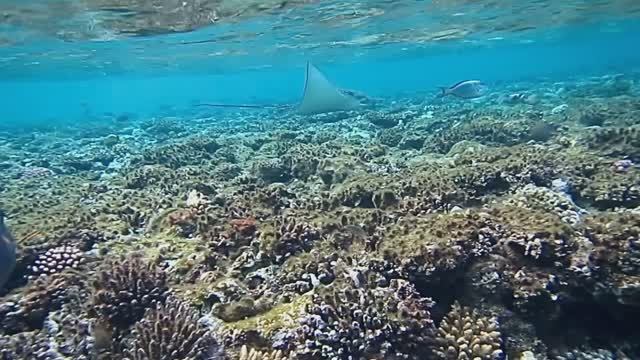 Скат Орляк. Красное море. Шарм-эш-Шейх. Шаркс-Бей. 2024