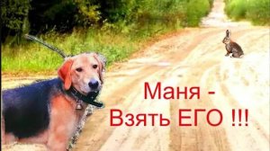 МАНЯ ВЗЯТЬ ЕГО! Охота с русской гончей на дорожного зайца п/ч.ч.Сигнал(Плакуня) вл. Шатров В.А#топ