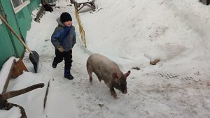 свинка - скотинка