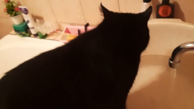 VLOG: ШМЯКИНЫ ПРОДЕЛКИ. смотреть онлайн