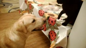 Лабрадор и кот