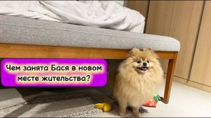 Чем занята Бася в новом месте жительства?