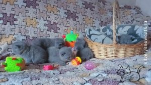 Посмотрите, плюшевые британские котята на видео