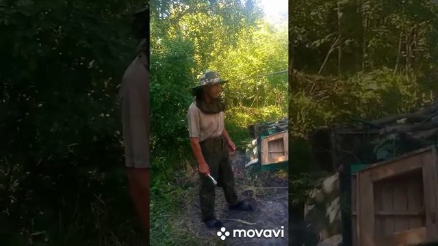 Колодное пчеловодство. Ловля лесных пчел в ловушку. смотреть онлайн