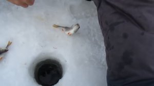 ОКУНЬ ПОРАЖЁННЫЙ СОЛИТЁРОМ