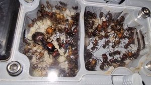 Messor cephalotes. #messorcephalotes