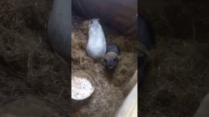 наши питомцы