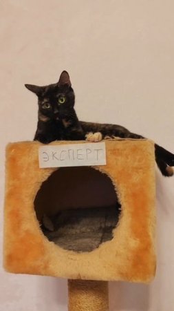 Сделайте свою кошку счастливее