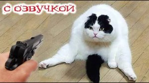 Приколы с котами! Смешные коты! С ОЗВУЧКОЙ! Самые смешные животные - УГАР!