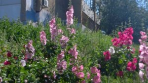 Летний ветерок.