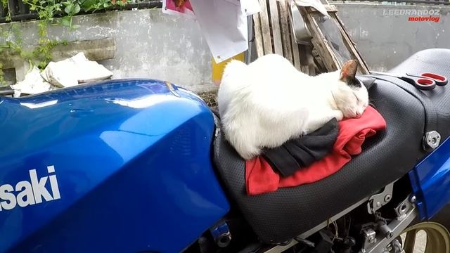 Brembo x Domino | pang uderbone pwede kaya sa bigbike? смотреть онлайн