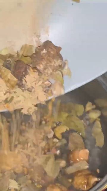 DIY AYURVEDA NATURAL HAIR SHAMPOO | How to make homemade shampoo & conditioner #Shorts смотреть онлайн