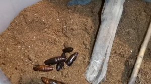 Табачный бражник (Manduca sexta)