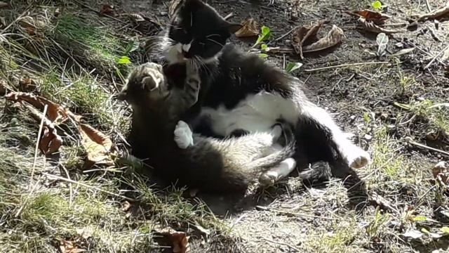 Маленький котенок. Кошачьи ласки. The kitten is playing with his mother. Little kitten