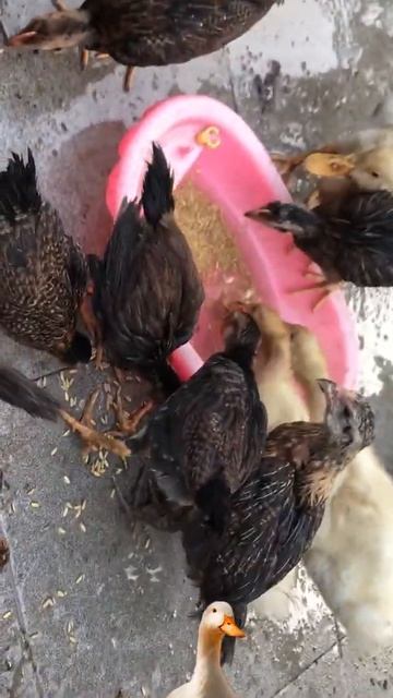 DUCK EATTING FISH, NOODLE, RICE, SNACK, VEGETABLE,FOOD #SHORTS VIDEO #14 смотреть онлайн