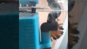 аквариум нереста