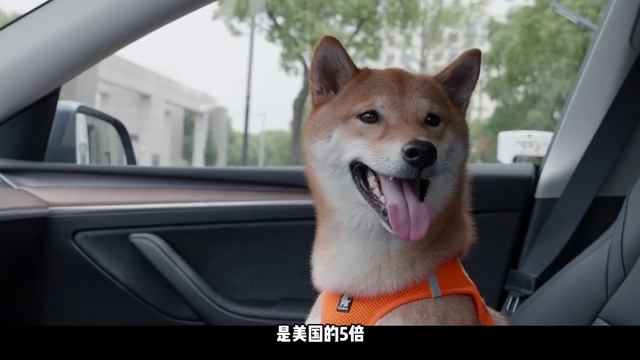 为什么特斯拉使用精品路线，而比亚迪选择车海战术【一路向北BYD  】