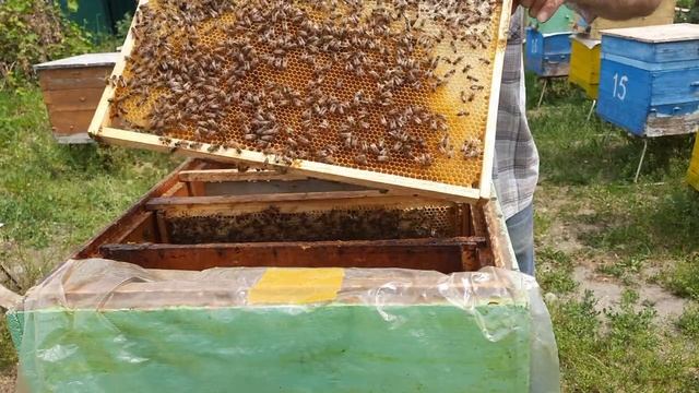 микропакет пчел на 2 рамки на 300 ,дадан