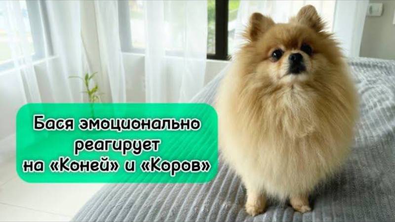Бася эмоционально реагирует на «Коней» и «Коров»!