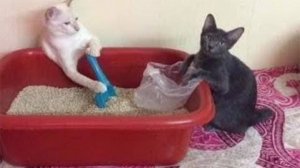 КОТЫ VS ЧИСТОТА И ПОРЯДОК | ХУЛИГАНЫ | СМЕШНЫЕ ЖИВОТНЫЕ