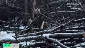 Российские войска освободили Великую Новоселку в ДНР