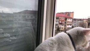 Мой кот вылез на балкон и вот что случилось.