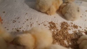 Бройлер КОББ 500 Чехия