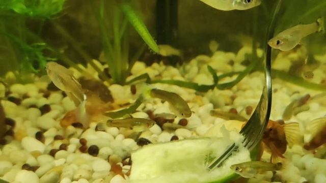 Самка гуппи Айла - подруга Гаэля смотреть онлайн