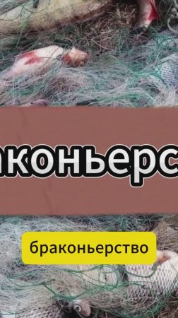 Браконьерство - одна из причин почему рыбы меньше