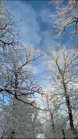 Зимняя сказка ❄