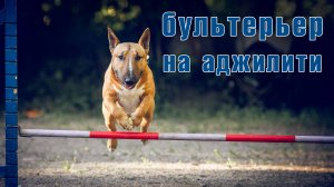 Миниатюрный бультерьер занимается аджилити.