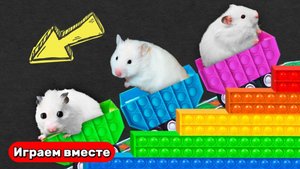 ПОП ИТ ЛАБИРИНТ ДЛЯ ХОМЯКА ! Выбираемся из  ПОП ИТ Ловушек ! Видео для детей
