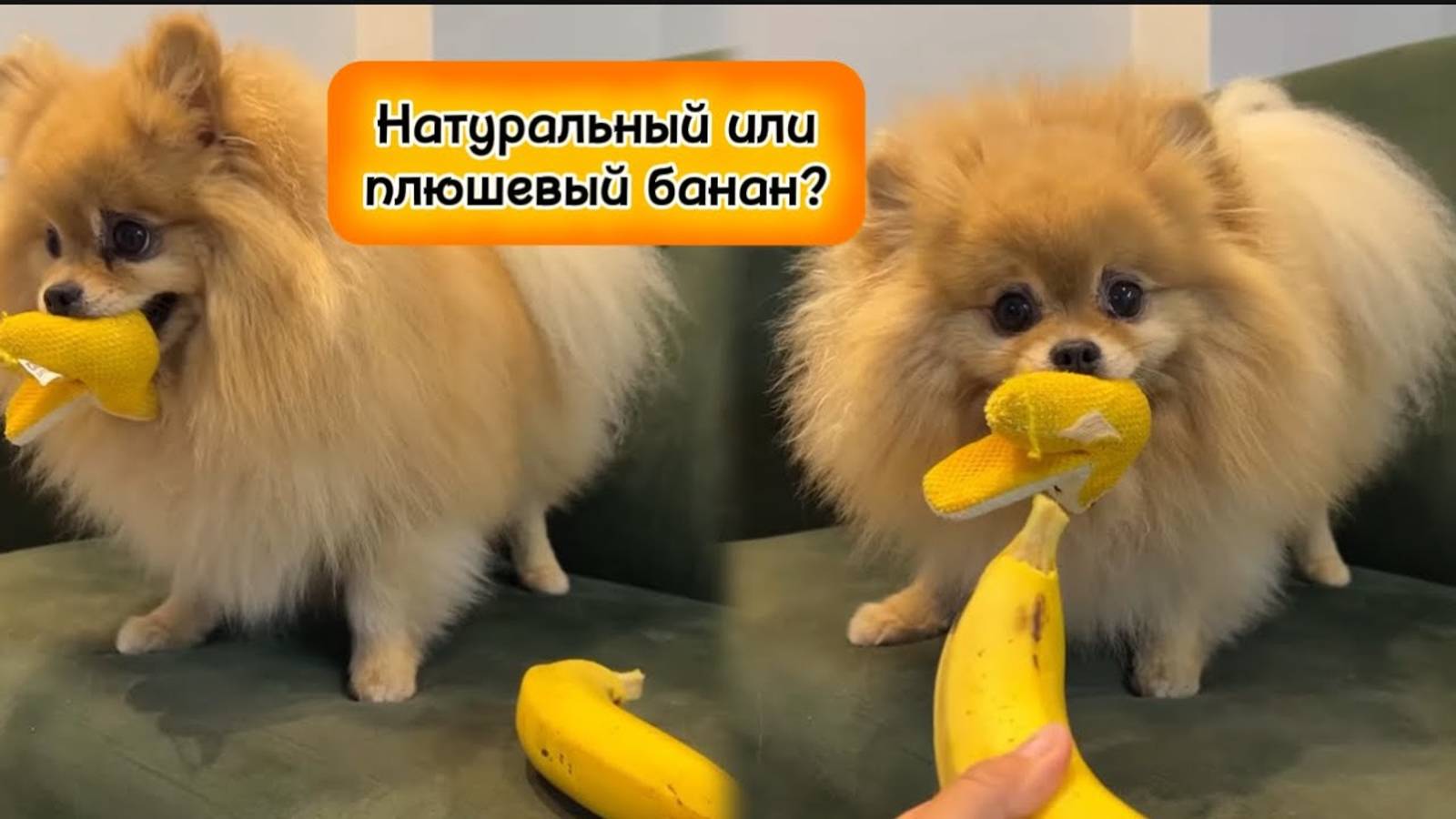 Натуральный или плюшевый банан?