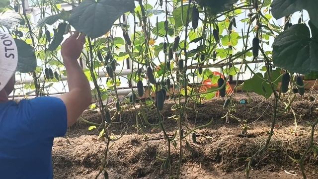 Весна в деревне. Выгул для утят. У всех уже все растет, а мы только делаем грядки