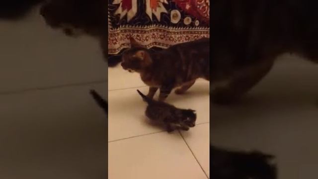 Ora imparo a camminare poi vengo смотреть онлайн