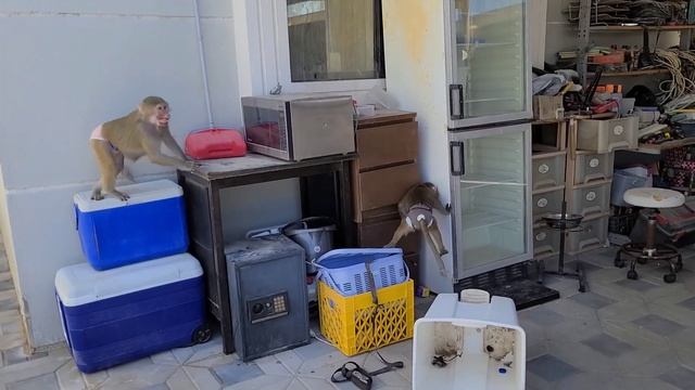 Про бродячих животных и морковь!!! Всем хорошего настроения!!! 04.04.2024 смотреть онлайн