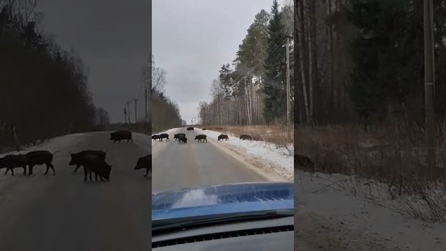 Кабаны на трассе.