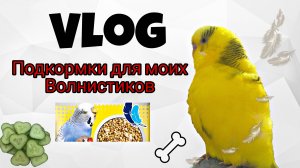 VLOG / ВЛОГ Подкормки для моих волнистых попугаев. Чем я еще их дополнительно кормлю.