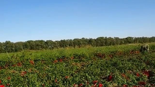 新疆兵团162团 кукурузы, перец, помидоры и другие овощи