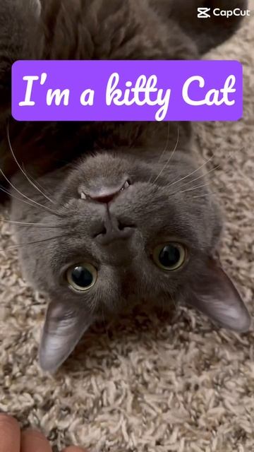 I’m a kitty cat #purr #cats #bluecat #cat #funny #catpurr #cutepets #kitten #kitty #catlover