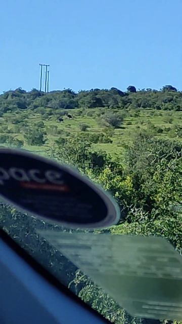 Сафари в Африке. Страусы. #африка #сафари #юар #travel #аддо #ADDO #africa #страусы