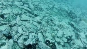 Богатства японского моря. Дайвинг Владивосток. Дайвинг в Приморье.