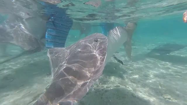 Bora Bora 2017 / Snorkeling смотреть онлайн
