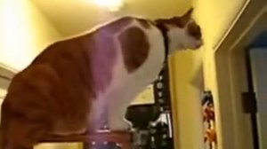 Смешной толстый кот